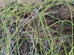 Funastrum angustissimum