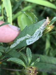 Liriomyza carphephori