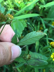 Liriomyza carphephori