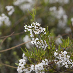 Logania linifolia