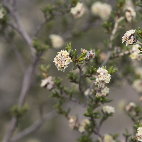 Spyridium eriocephalum Fenzl