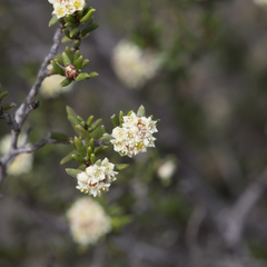 Spyridium eriocephalum