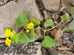 Cucumis melo agrestis