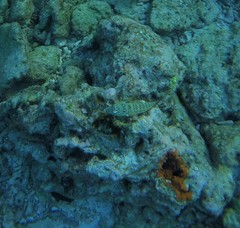 Parapercis clathrata