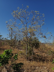 Terminalia argentea