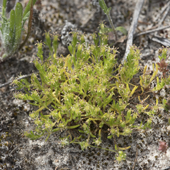 Millotia muelleri