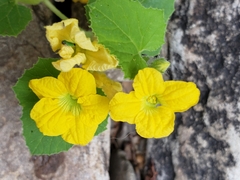 Cucumis melo agrestis