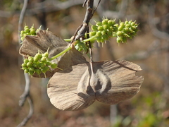 Terminalia argentea