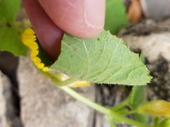 Cucumis melo agrestis