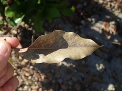 Terminalia argentea