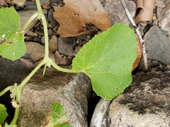 Cucumis melo agrestis