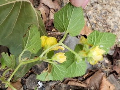 Cucumis melo agrestis