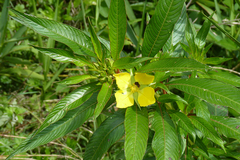 Ludwigia elegans