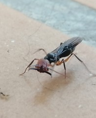 Odontomachus erythrocephalus