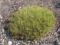 Pectis tenuifolia