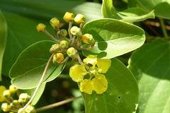 Stigmaphyllon bonariense