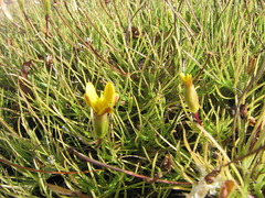 Pectis tenuifolia