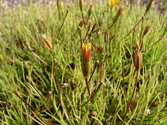 Pectis tenuifolia