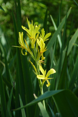 Canna glauca