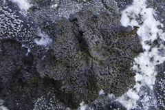 Umbilicaria hyperborea