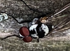 Anthomyia pluvialis