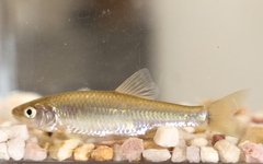 Cyprinella spiloptera