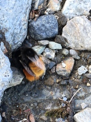 Bombus alpinus