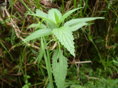 Urtica gracilis aquatica