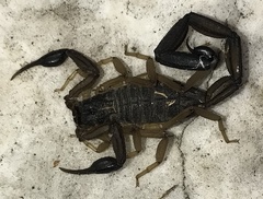 Centruroides margaritatus