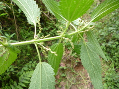 Urtica gracilis aquatica