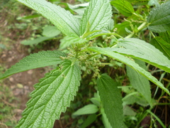 Urtica gracilis aquatica