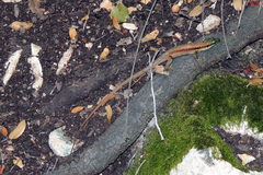 Phoenicolacerta laevis