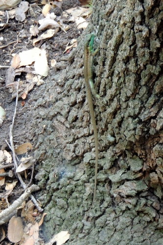 Phoenicolacerta laevis