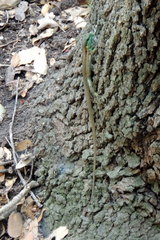 Phoenicolacerta laevis