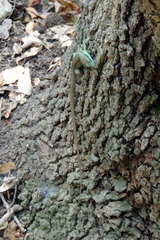 Phoenicolacerta laevis