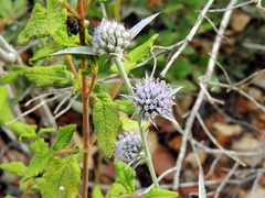 Eryngium creticum