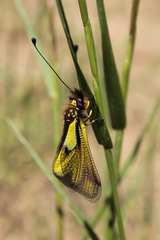 Libelloides coccajus