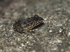 Hoplobatrachus chinensis