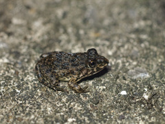 Hoplobatrachus chinensis