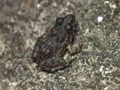 Hoplobatrachus chinensis