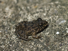 Hoplobatrachus chinensis