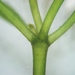 Nitellopsis obtusa - Photo (c) fabelfroh, algunos derechos reservados (CC BY-NC-SA)
