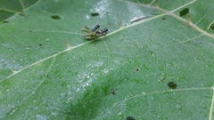 Liebermannacris dorsualis