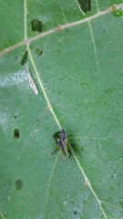 Liebermannacris dorsualis