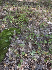 Melica smithii