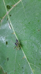 Liebermannacris dorsualis