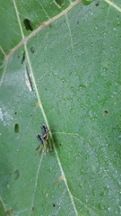 Liebermannacris dorsualis