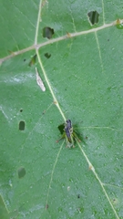 Liebermannacris dorsualis