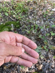 Melica smithii