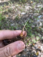 Melica smithii